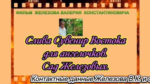 Слива Сувенир Востока для ангелочков.  Сад Железовых.