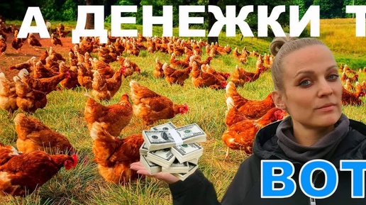 Что продать выгоднее? Цыплят, несушек, яйцо?