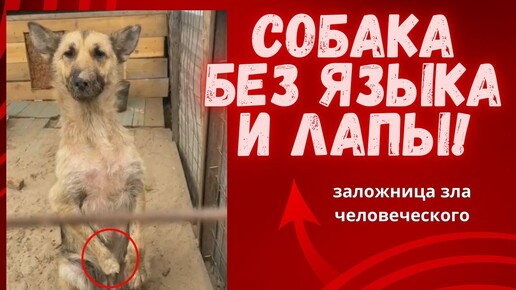 Скачать видео: Собака без языка и лапы - жертва человеческой жестокости