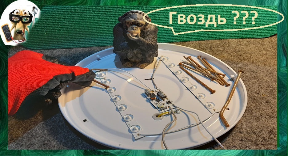 Фото автора. С помощником.