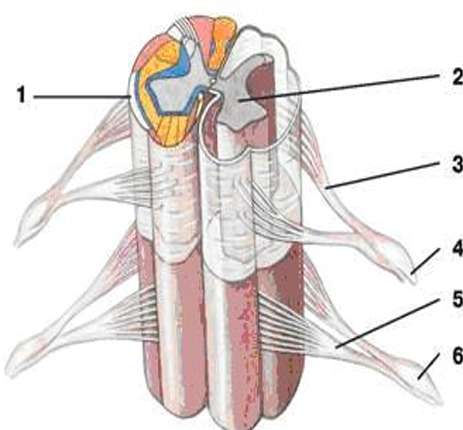 1 Оболочки спинного мозга  2 Серое вещество  3 Дорсальный корешок  4 Спинномозговой нерв  5 Вентральный корешок  6 Нервный узел