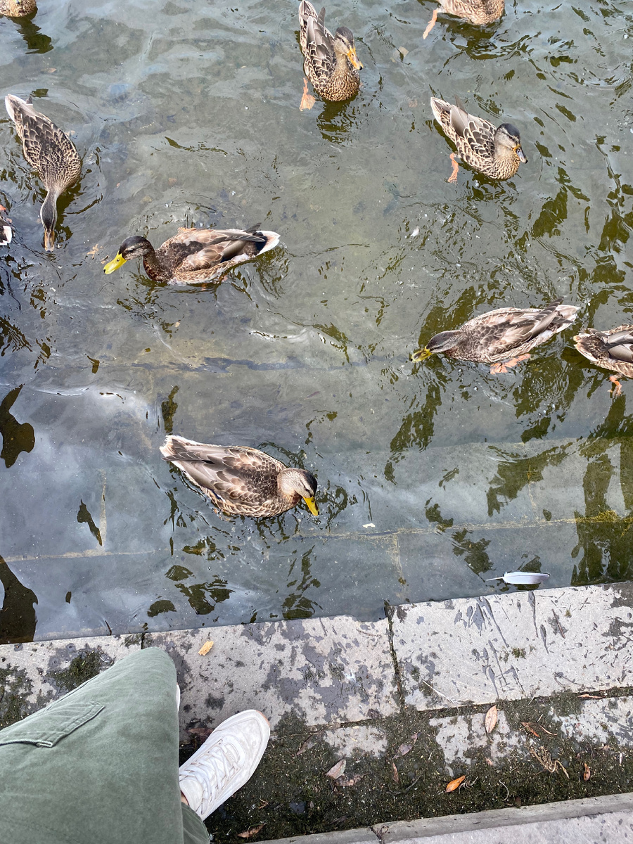 Утки едят практически с руки