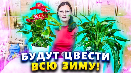 Download Video: Антуриум будет пускать цветоносы один за другим, если следовать этим простым правилам в уходе.