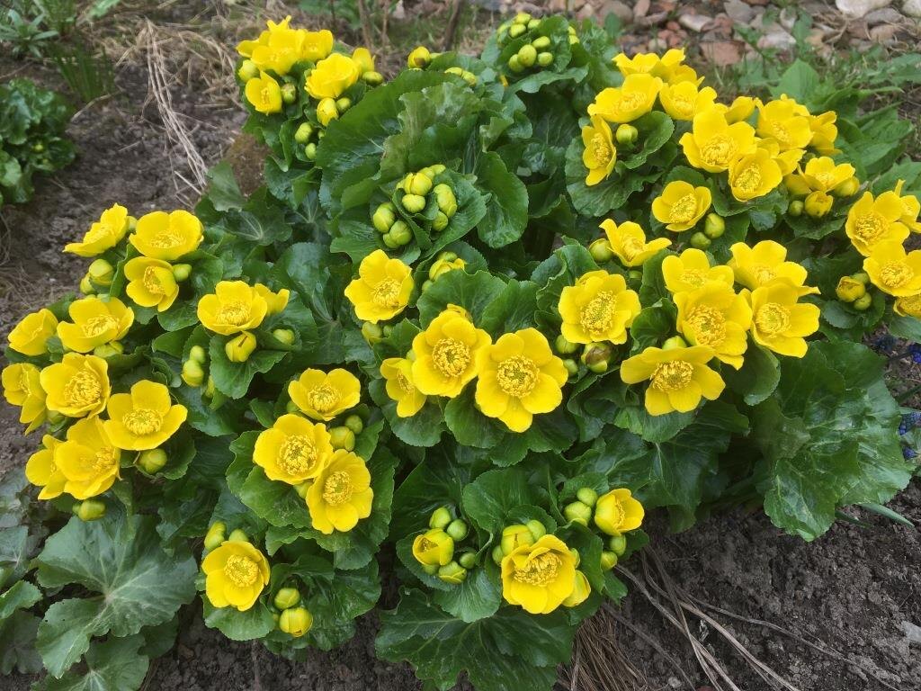 Обычно у меня калужница цветет в апреле-начале мая, но уж точно не в сентябре