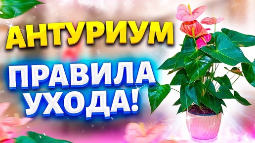 Антуриум ЧЕРНЕЮТ ЛИСТЬЯ! Пересадка и Уход! НЕ ЦВЕТЕТ АНТУРИУМ, ЖЕЛТЕЮТ и СОХНУТ ЛИСТЬЯ