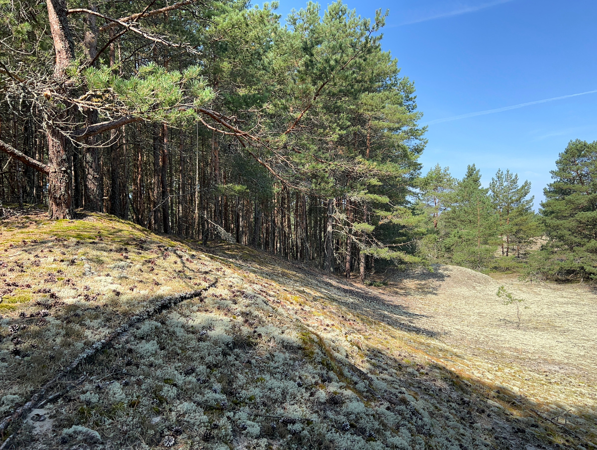 Сосны на дюнах. Фото Лидии Бам. 04.09.2024.