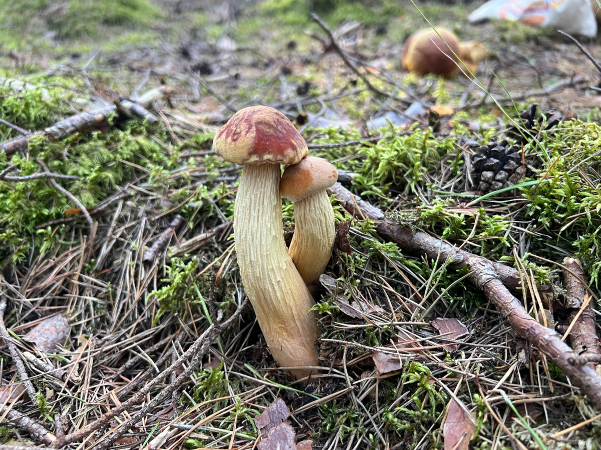  Золотистые боровики танцующие, как и все на Куршской Косе. Фото Лидии Бам. 03.09.2024