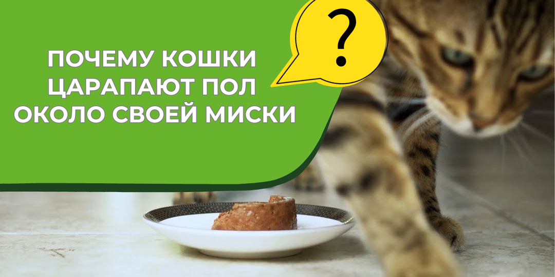 Загадочное поведение: почему кошки «закапывают» еду около своей миски