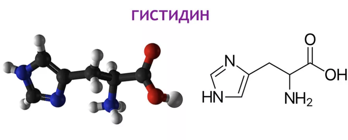 Теоретический курс "Сила чемпиона". Урок №1. Гистидин.