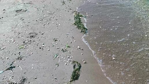 Волга цветёт. Ты моя непокорная 🐦птица. Опять улетает в чужие края...