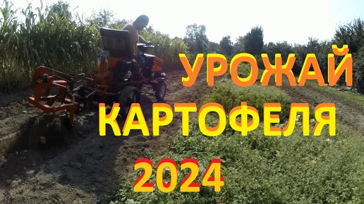 Descargar video: Урожай картофеля 2024