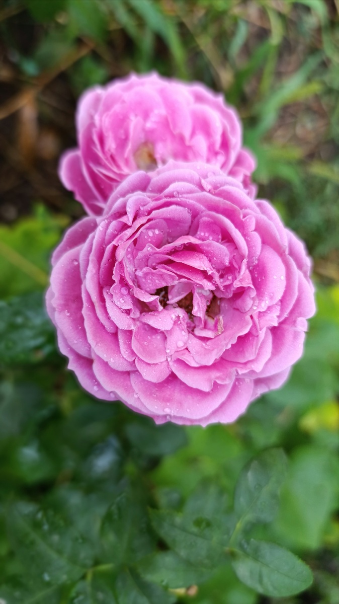 Мисти бабблз, без аромата