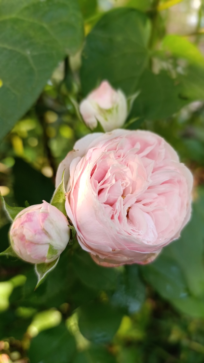 Мэнсфилд парк, практически без аромата