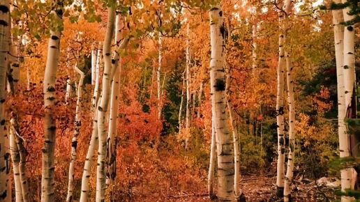 Неделя судьбоносных событий. Важное время.