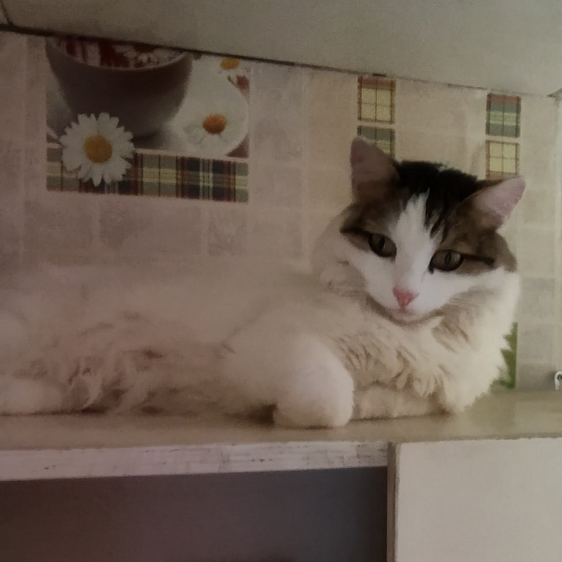 А это Сеня выбрал себе новое место для отдыха - шкаф на кухне под потолком! Высоко сижу - далеко гляжу! 