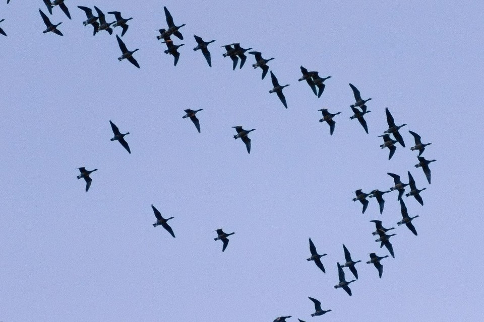    В небе над Ленобластью заметили стаи гусей. Фото: t.me/spbwetlands
