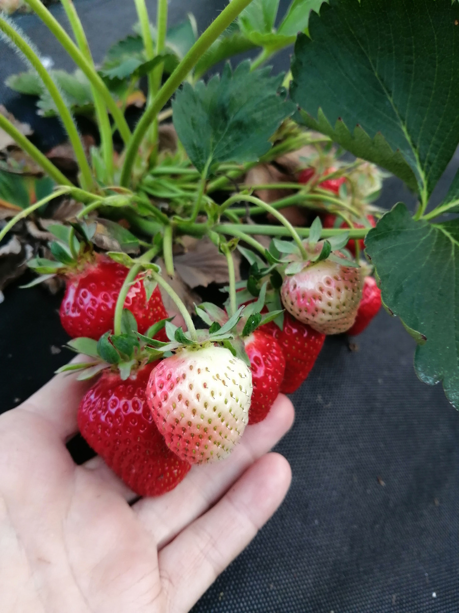 Первогодка на гребнях