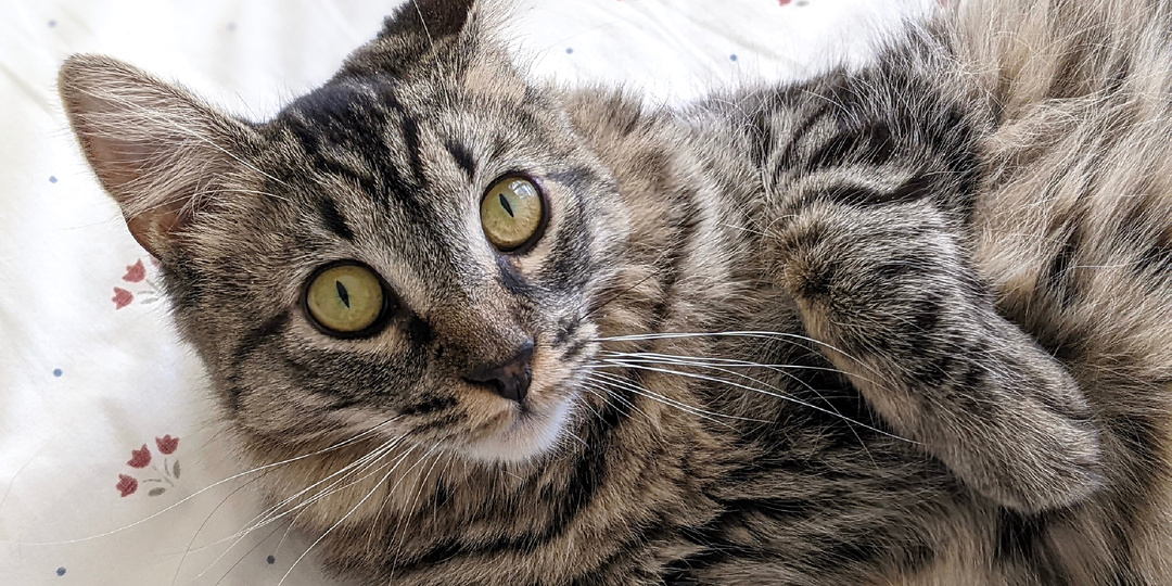 8 признаков, что хозяин раздражает и нервирует своего кота