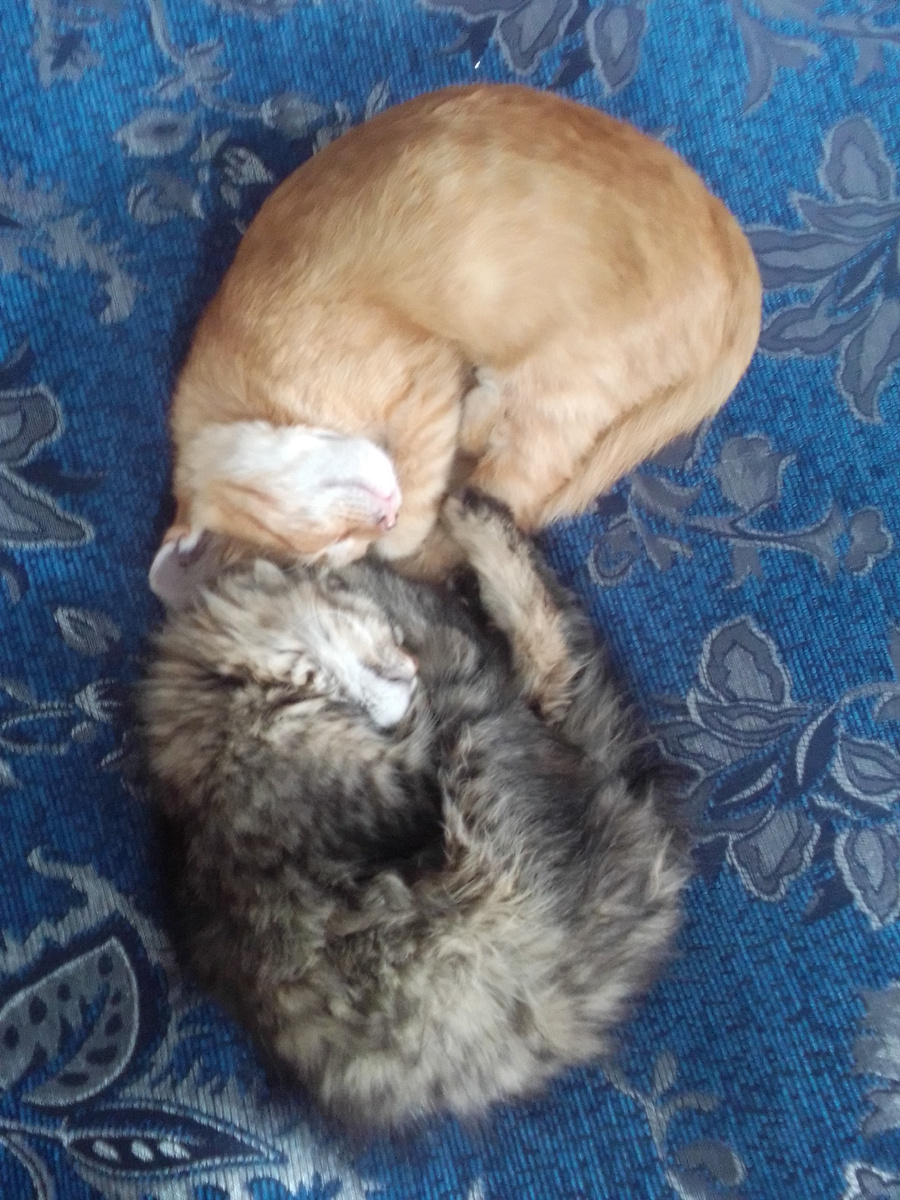 Лёва и Тимоня, фото автора