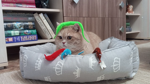 Пушистые червячки!🐛#котики #кошки #питомцы