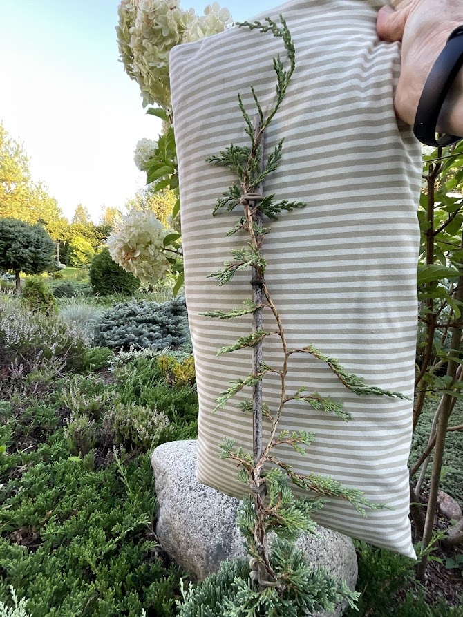 Juniperus horizontalis Icee Blue.