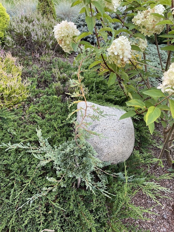 Juniperus horizontalis Icee Blue.