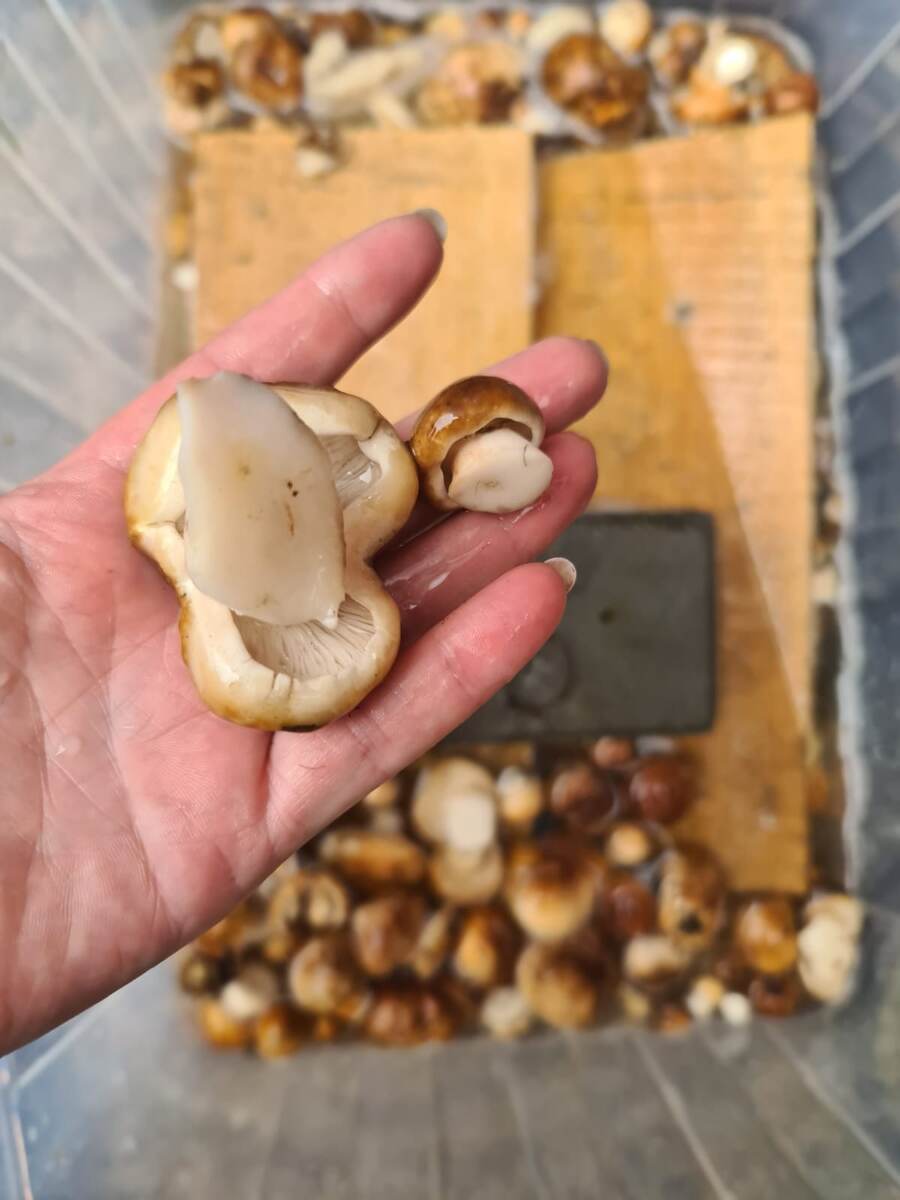 Грязь отмокает