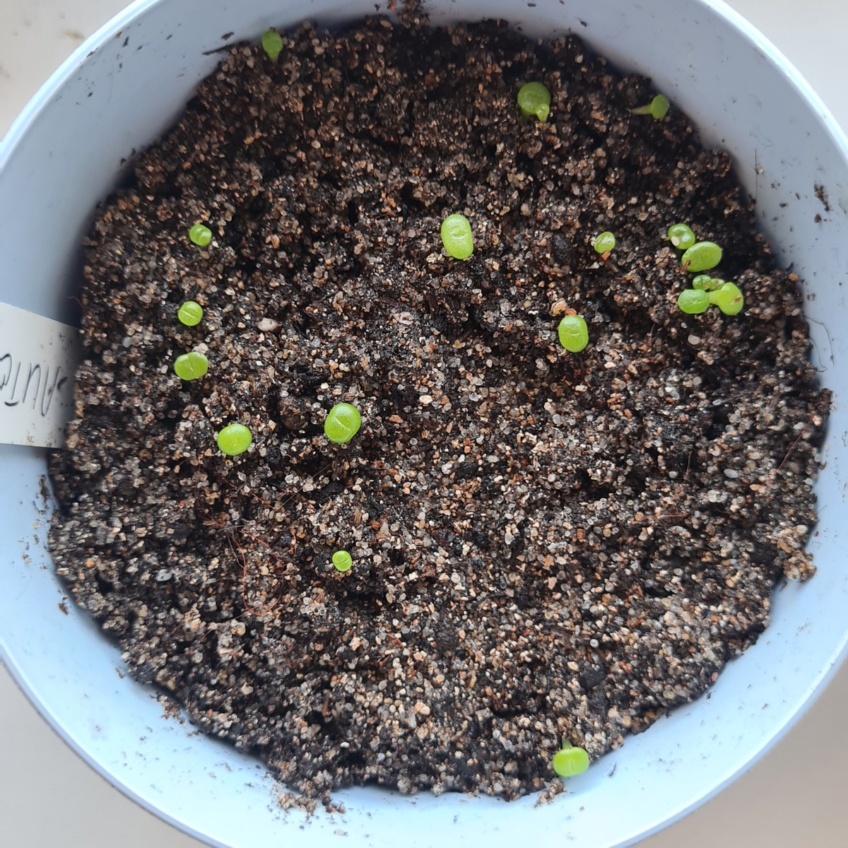 30 день после посадки, 20 штучек