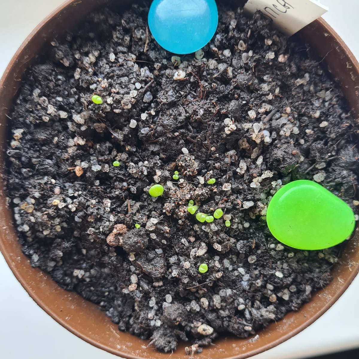 30 дней после посадки. 14 штучек