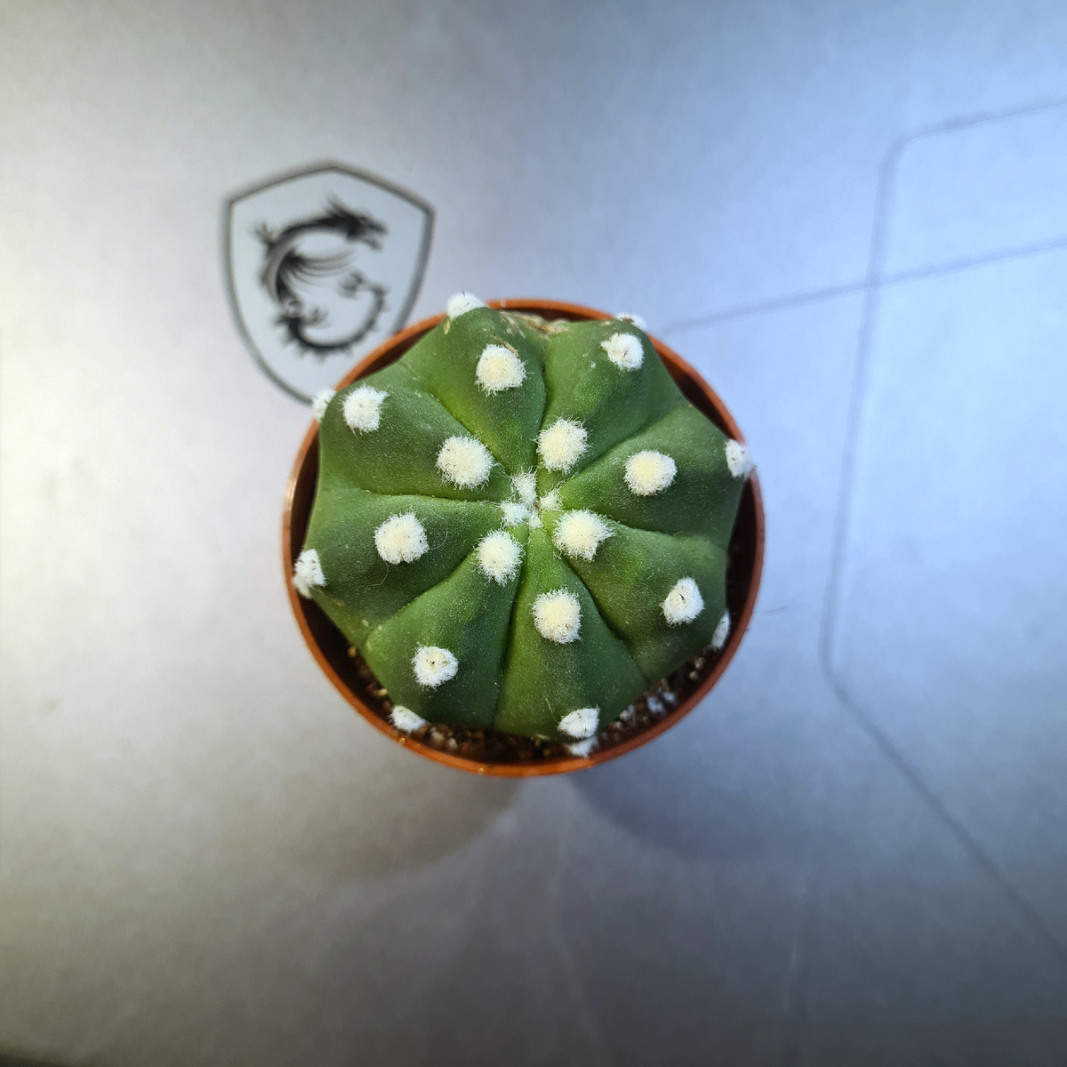 Астрофитум