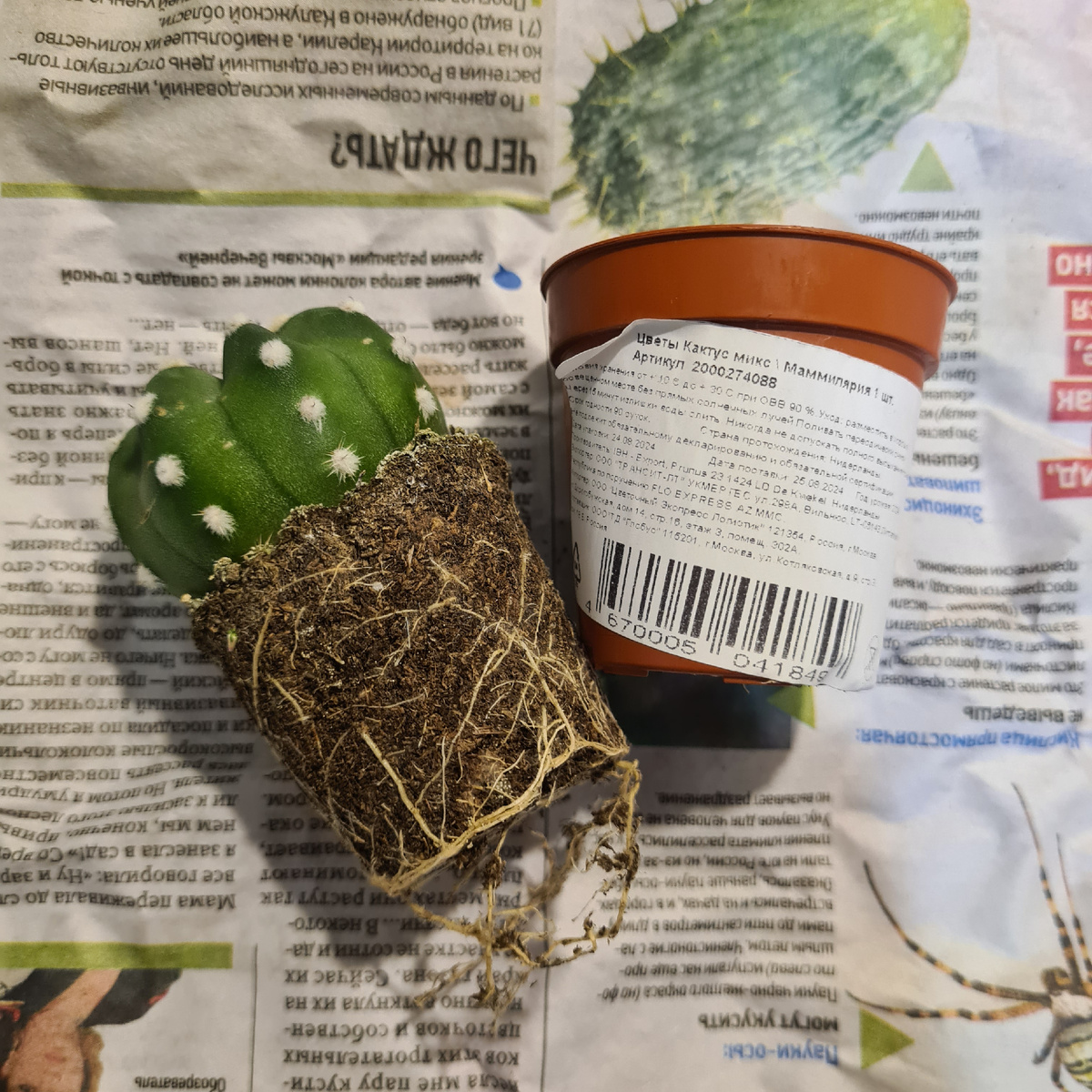 Длинющие корни, вылезали из горшочка