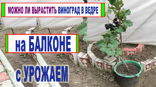 🍇 Можно ли ВЫРАСТИТЬ ВИНОГРАД в обычном 12 литровом ВЕДРЕ или бочке на БАЛКОНЕ и получить УРОЖАЙ.