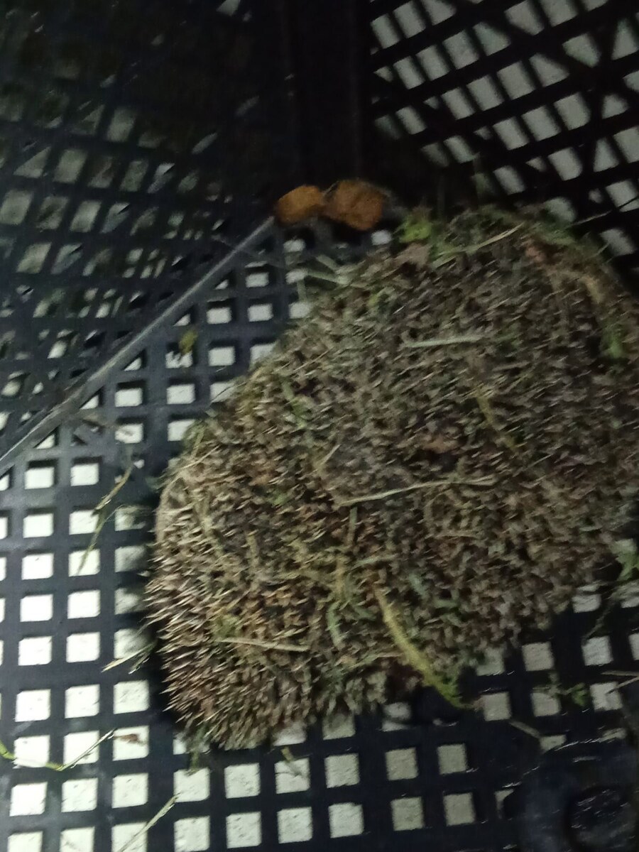 Волшебная маскировка