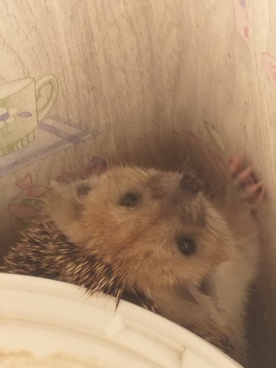 Ну красавчик же!