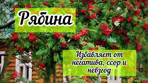 Descargar video: Какие деревья вблизи дома приносят любовь и удачу, а какие категорически не стоит сажать, что б не навлечь беду и горе