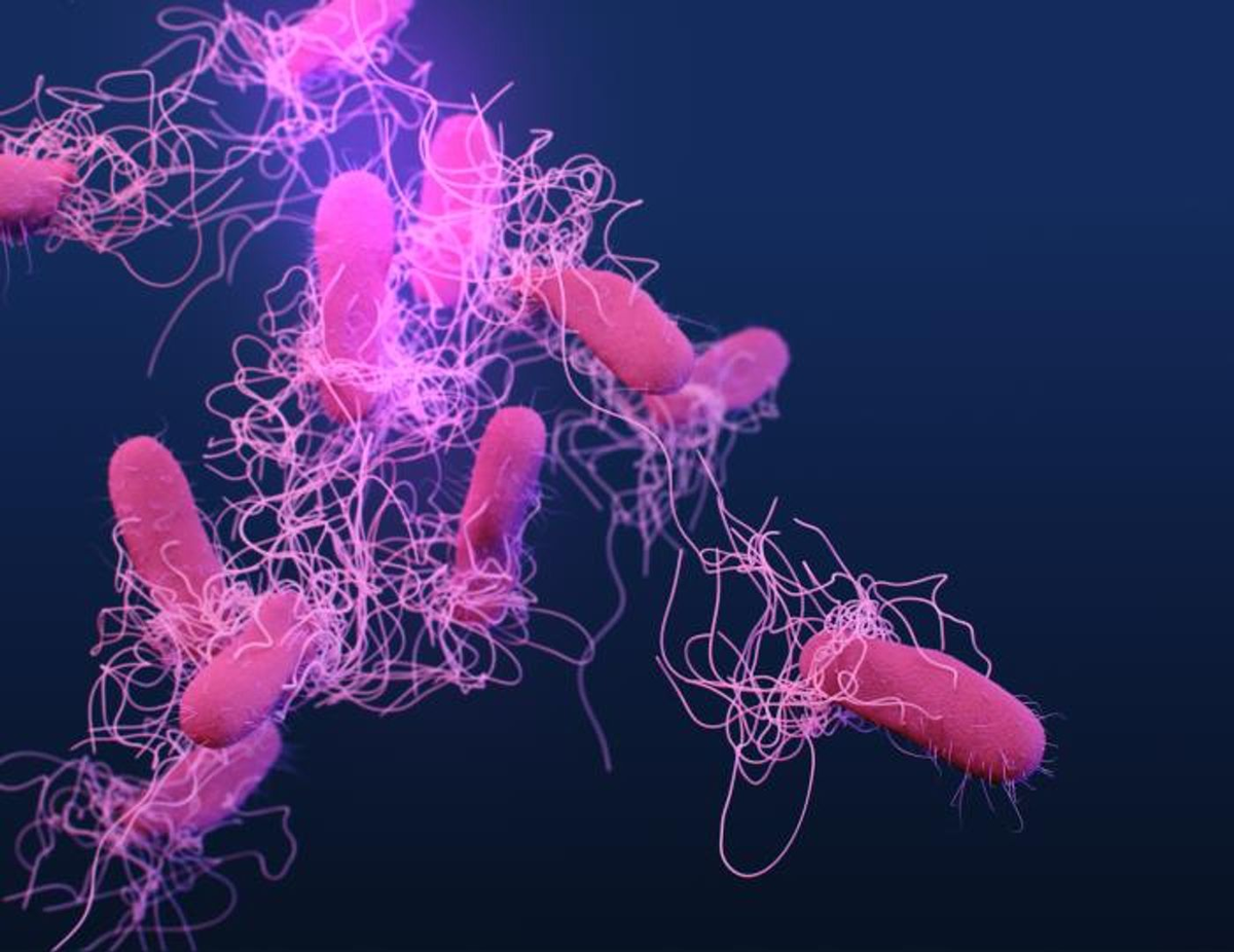 Медицинская иллюстрация бактерий Salmonella serotype Typhi, устойчивых к лекарственным препаратам / Источник: CDC/ Отдел координации и стратегии по борьбе с антибиотикорезистентностью / Медицинский иллюстратор: Джеймс Арчер