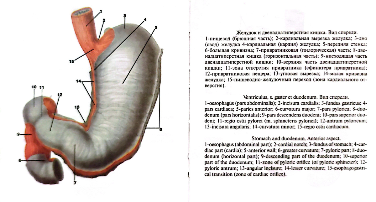 Желудок и двенадцатиперстная кишка. Вид спереди. 