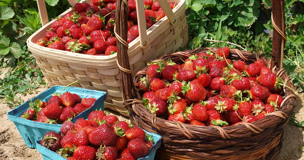 Собираю клубнику вёдрами, что я делаю осенью, мои секреты и важные подкормки