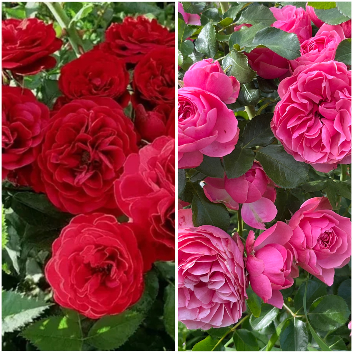 Слева Red Leonardo da Vinci, справа Leonardo da Vinci