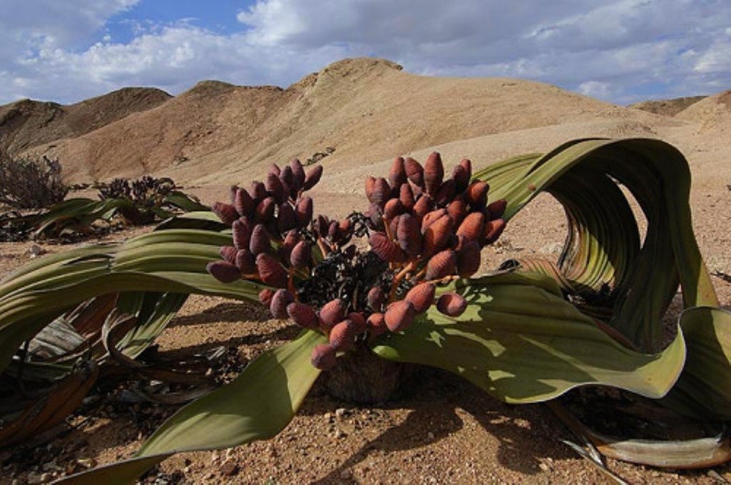Ни дерево, ни куст, ни трава и не цветок, а просто ВЕЛЬВИЧИЯ.