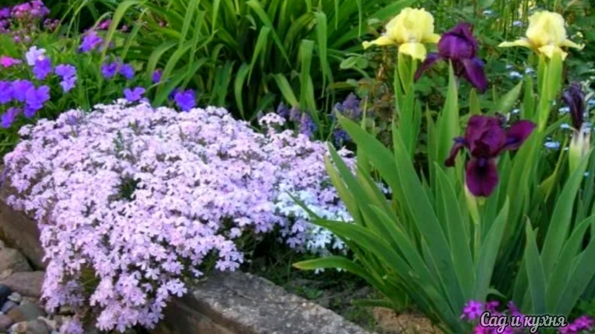 Флокс шиловидный. 