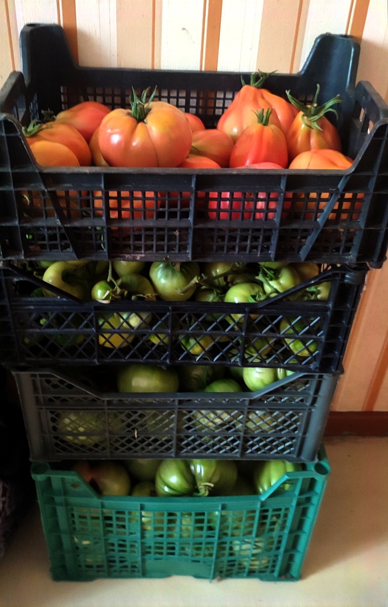 Это практически последний урожай томатов в теплице