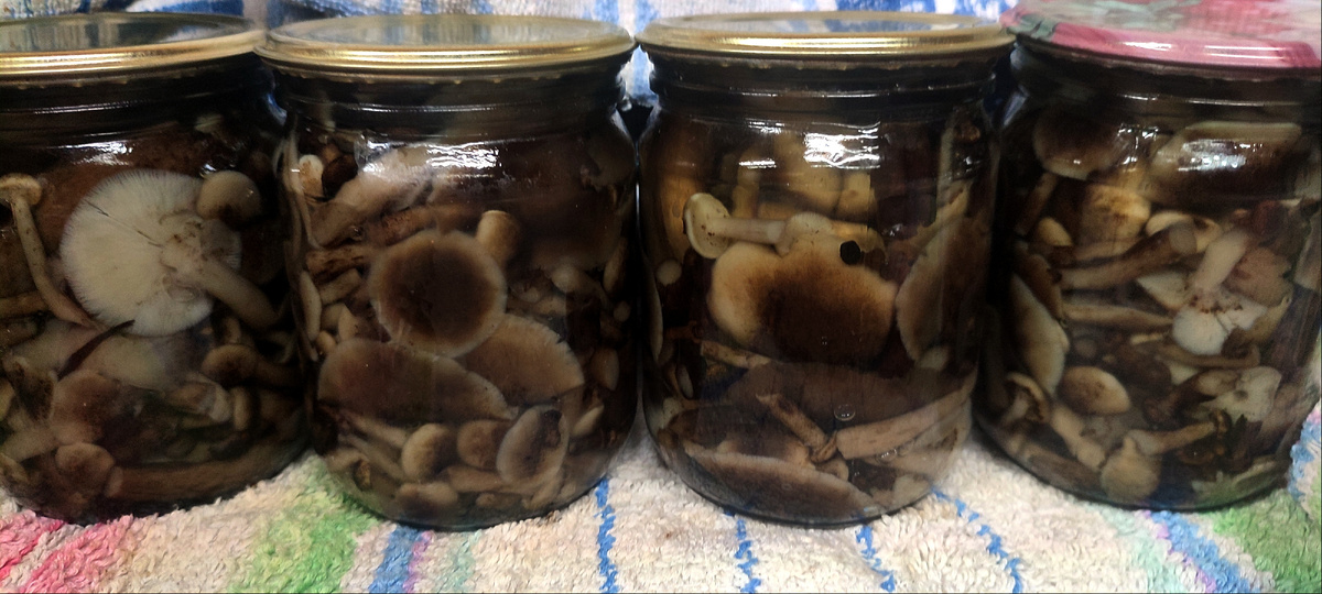 Опята готовы