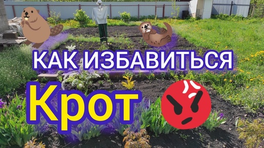 КАК ИЗБАВИТЬСЯ ОТ КРОТА НАВЕЧНО В ОГОРОДЕ.