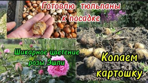 Обзор цветов🌺Копаем картошку🥔💪Готовлю луковицы тюльпанов к посадке🌷и ещё обо всем по немного🍓🥦🍇🌶️🥔