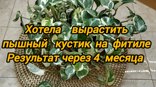 Хотела вырастить пышный куст эпипремнума Энджой. Результат через 4 месяца.