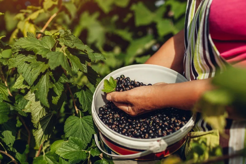 Смородина завалит урожаем, если каждую осень проводить 3 важных мероприятия с кустами. Делюсь опытом