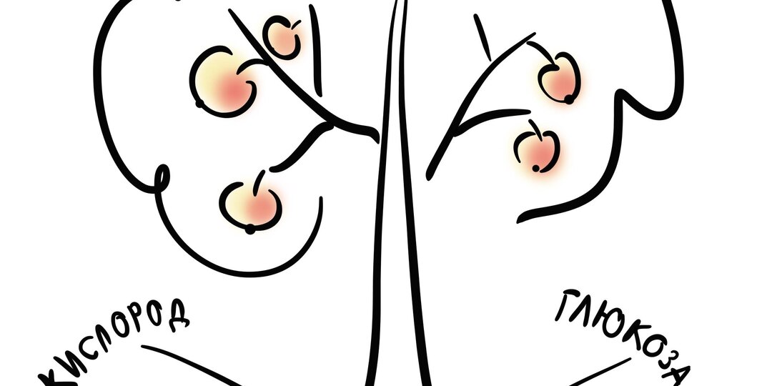 При недостатке железа почему-то повышается гликированный гемоглобин, и эндокринолог может нечаянно поставить вам преддиабет