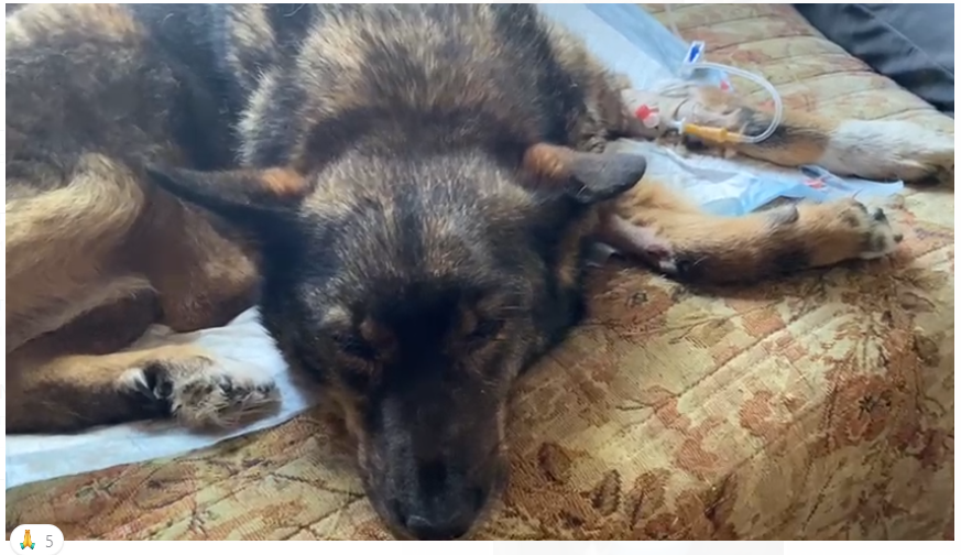 Роза на капельнице