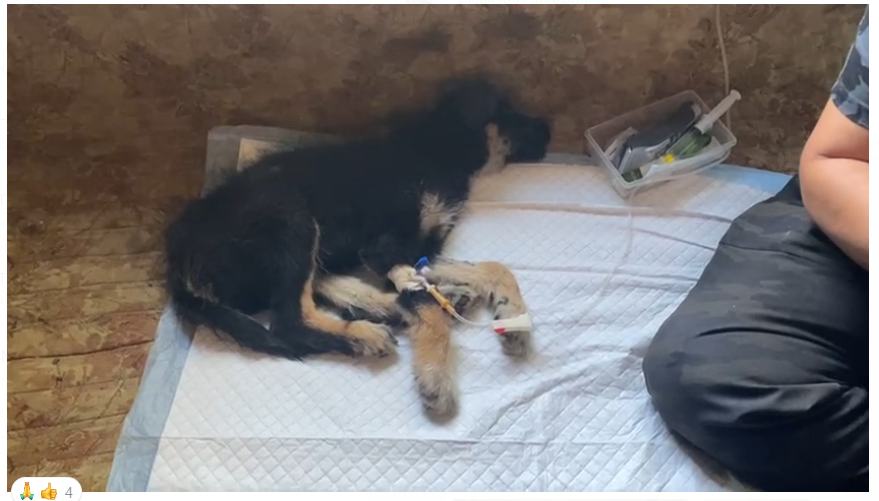 Щенка лечат от энтерита